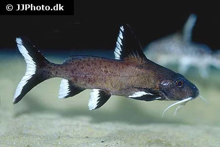 Synodontis Granulosus Hvidsømmet Skægmalle